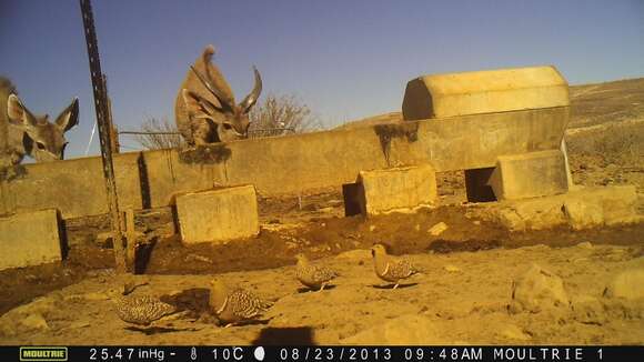 Image of Namaqua Sandgrouse