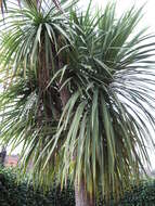 Image of cabbage tree