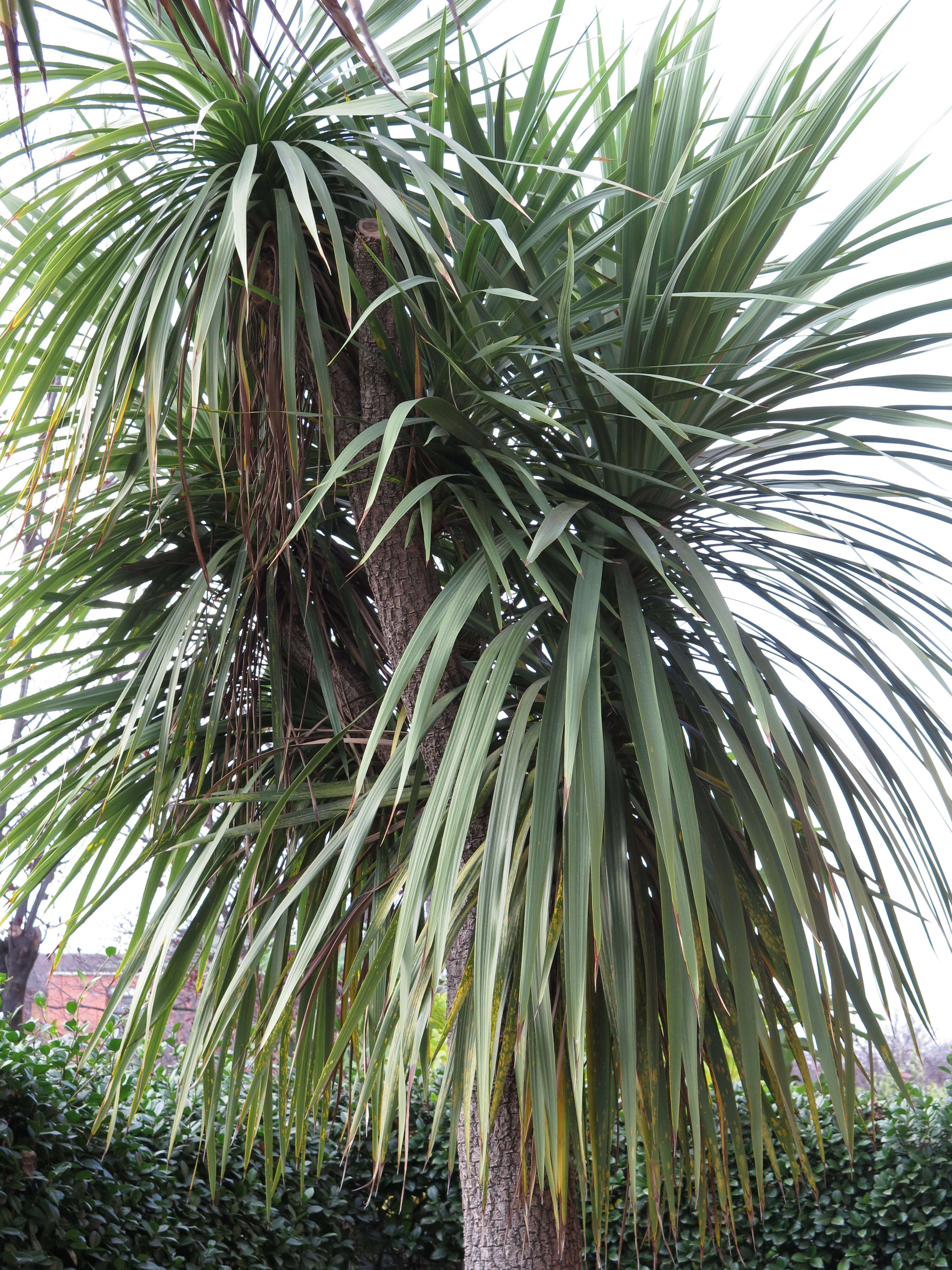 Image of cabbage tree