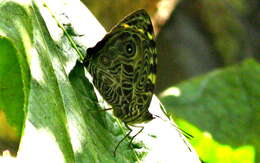 Image of Smyrna blomfildia datis Fruhstorfer 1908