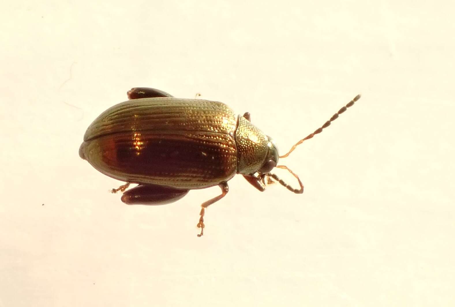 Image of <i>Psylliodes brettinghami</i>