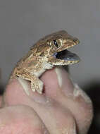 Image of Helmeted gecko