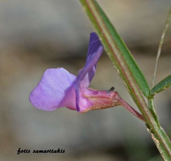 Image of Lathyrus neurolobus Boiss. & Heldr.