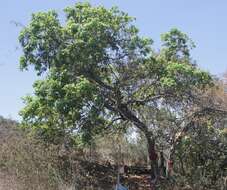 Image of lac tree