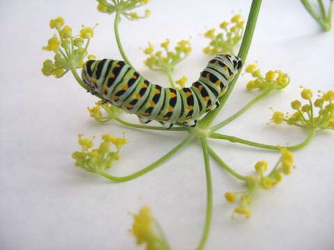 Sivun Papilio polyxenes Fabricius 1775 kuva