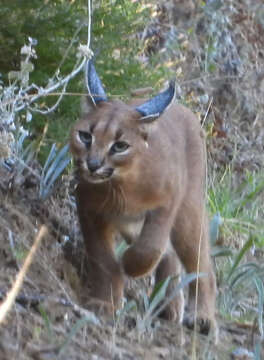 Image of Caracal caracal caracal (Schreber 1776)