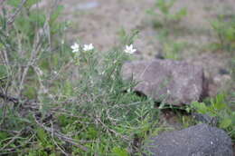 Image of Spergularia fasciculata Phil.