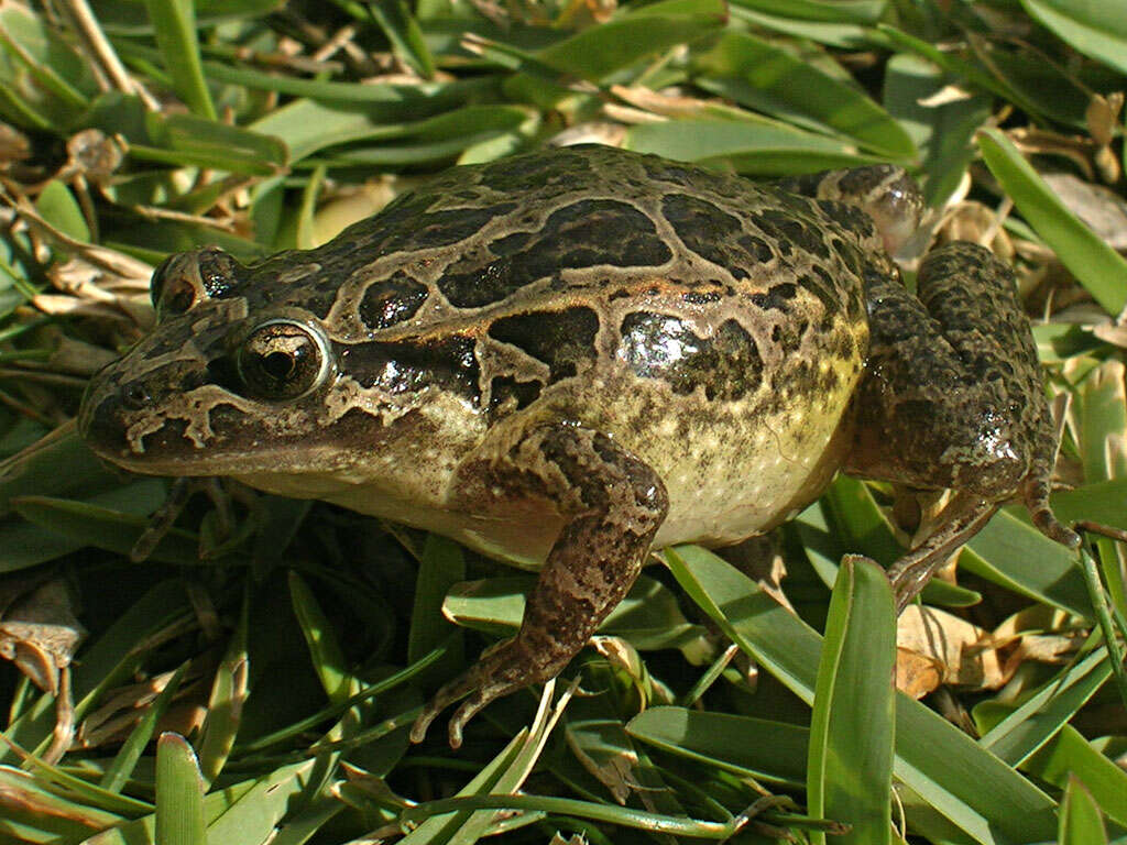 Image of Iberian Painted Frog