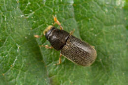 Image of Polygraphus grandiclava Thomson & C. G. 1886