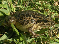 Image of Painted Frogs