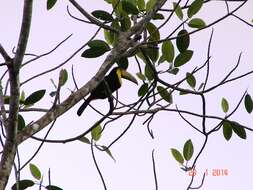 Image of Keel-billed Toucan