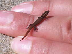 Image of big-scaled least gecko