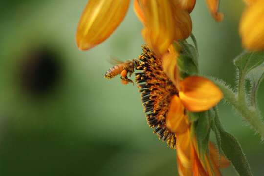 Слика од Apis mellifera mellifera