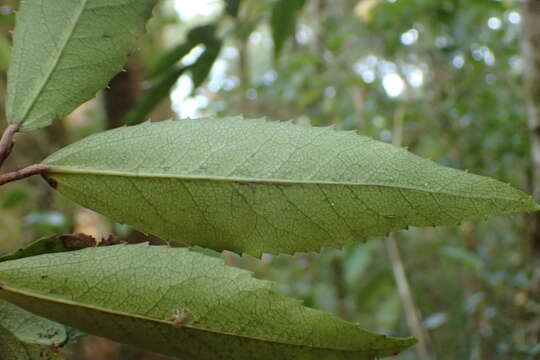 Image of Hoheria sexstylosa var. ovata (Simpson & Thomson) Allan