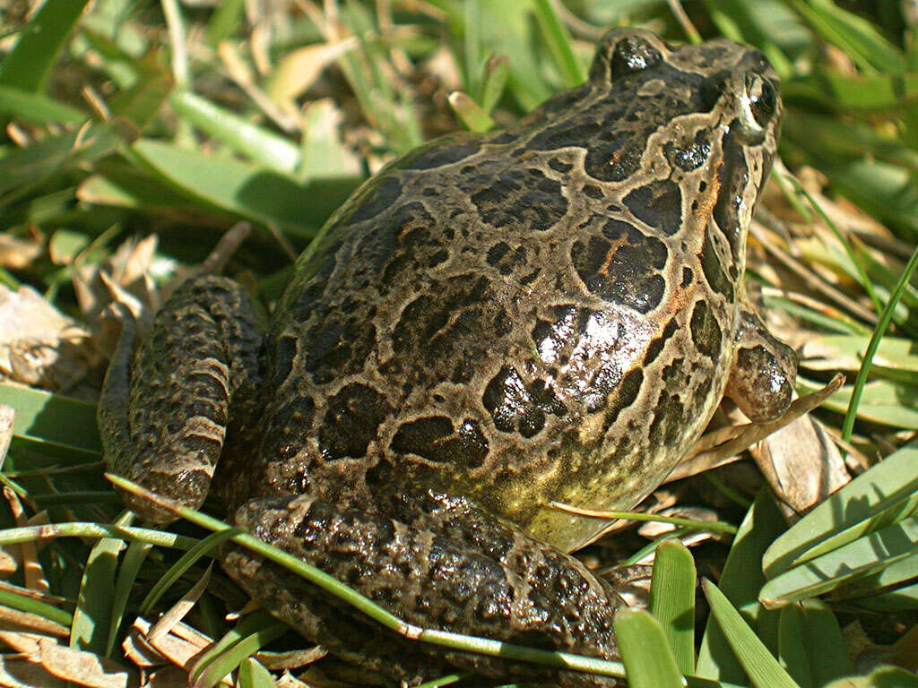 Image of Iberian Painted Frog