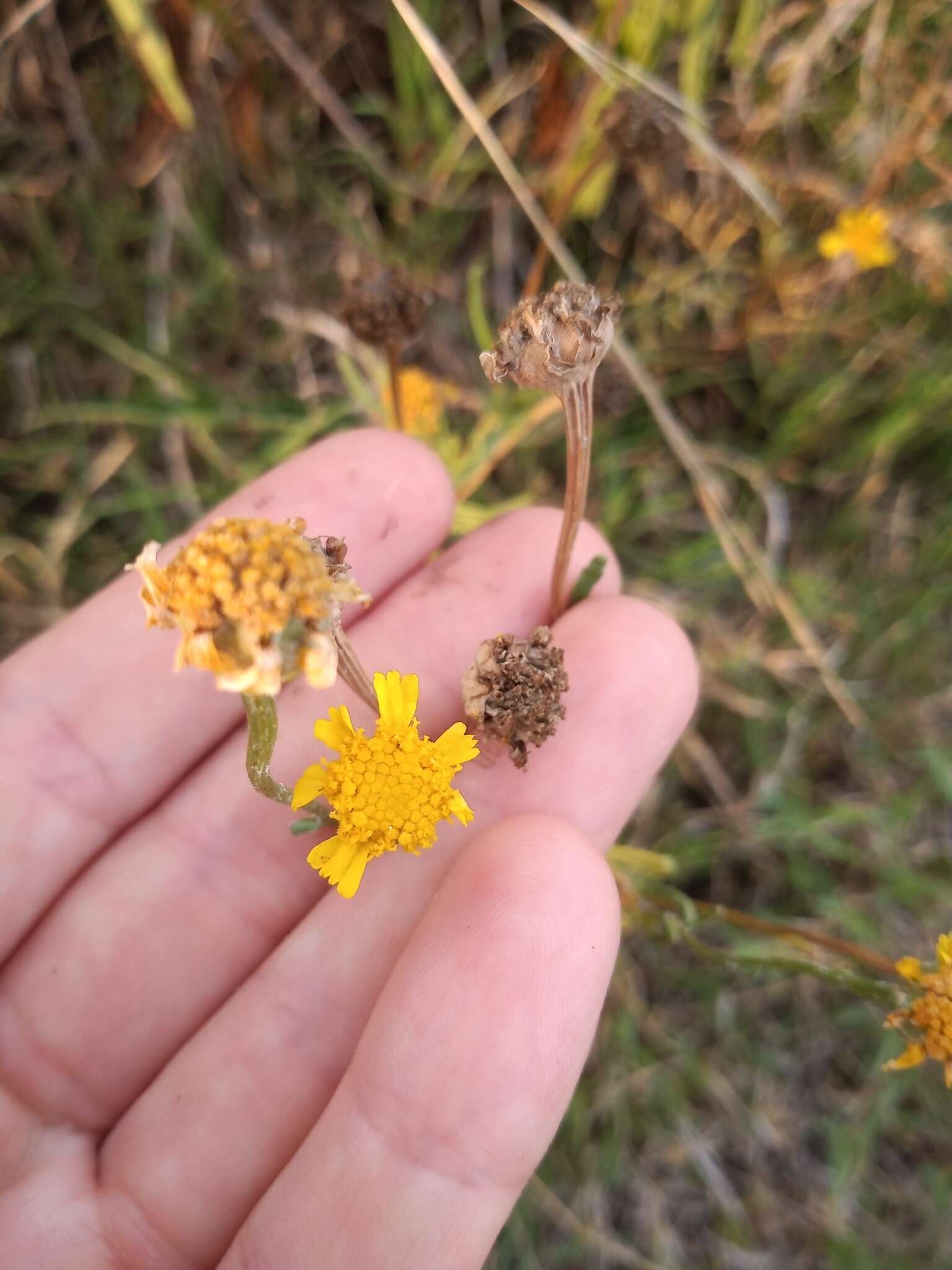 Image of Hymenoxys megapotamica