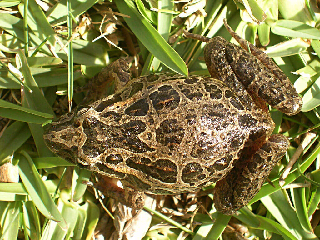 Image of Iberian Painted Frog