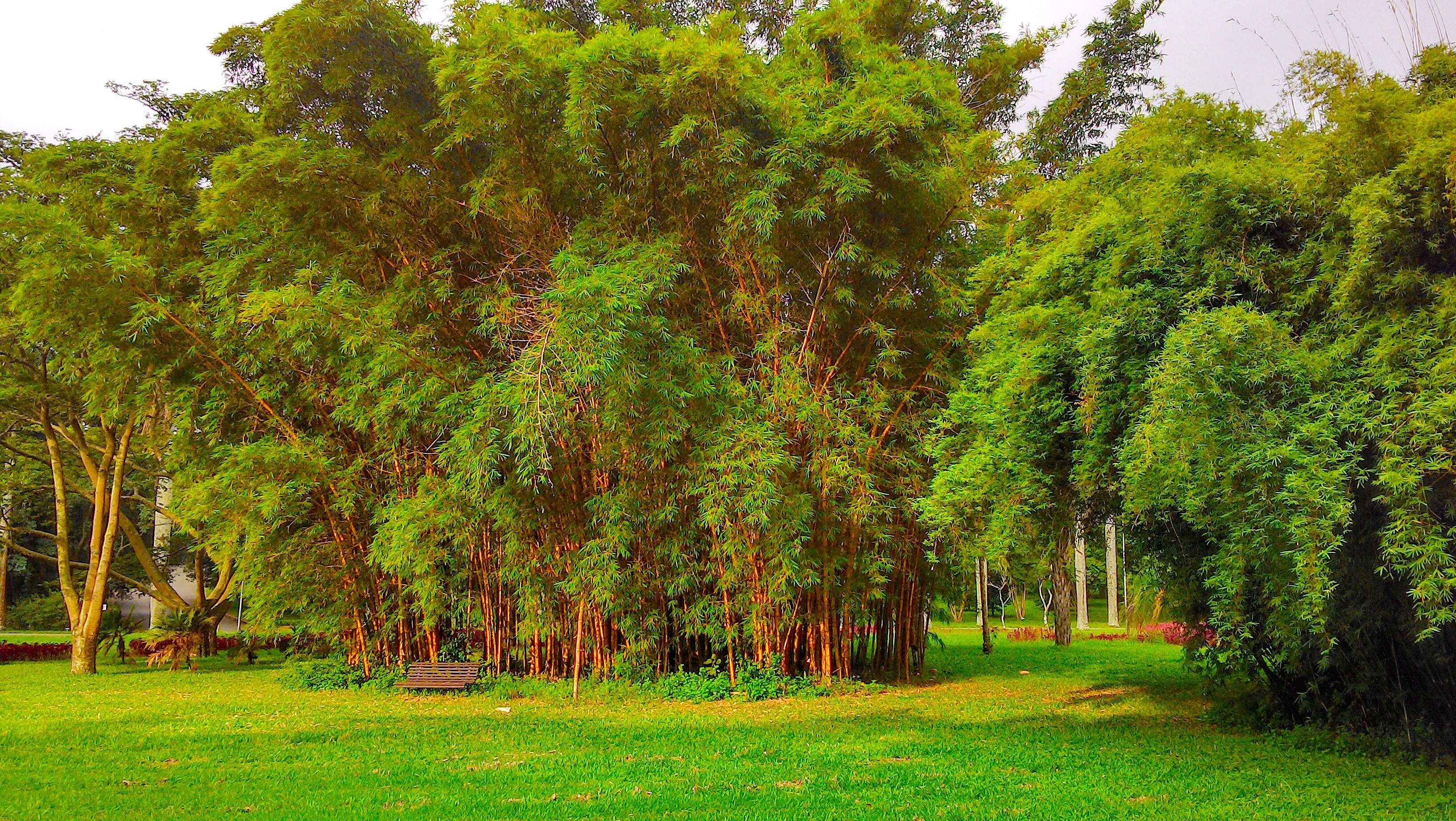 Image of common bamboo