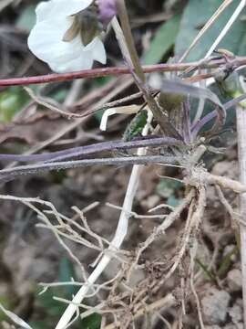 Imagem de Viola alba subsp. alba