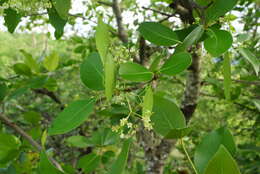 Image of Lydenburgia cassinoides N. Robson