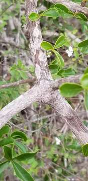 Image of Tabebuia myrtifolia (Griseb.) Britt.