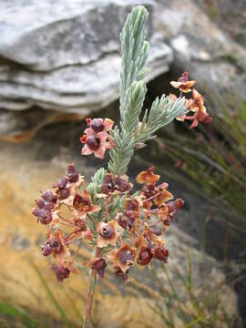 صورة <i>Erica <i>glauca</i></i> subsp. glauca