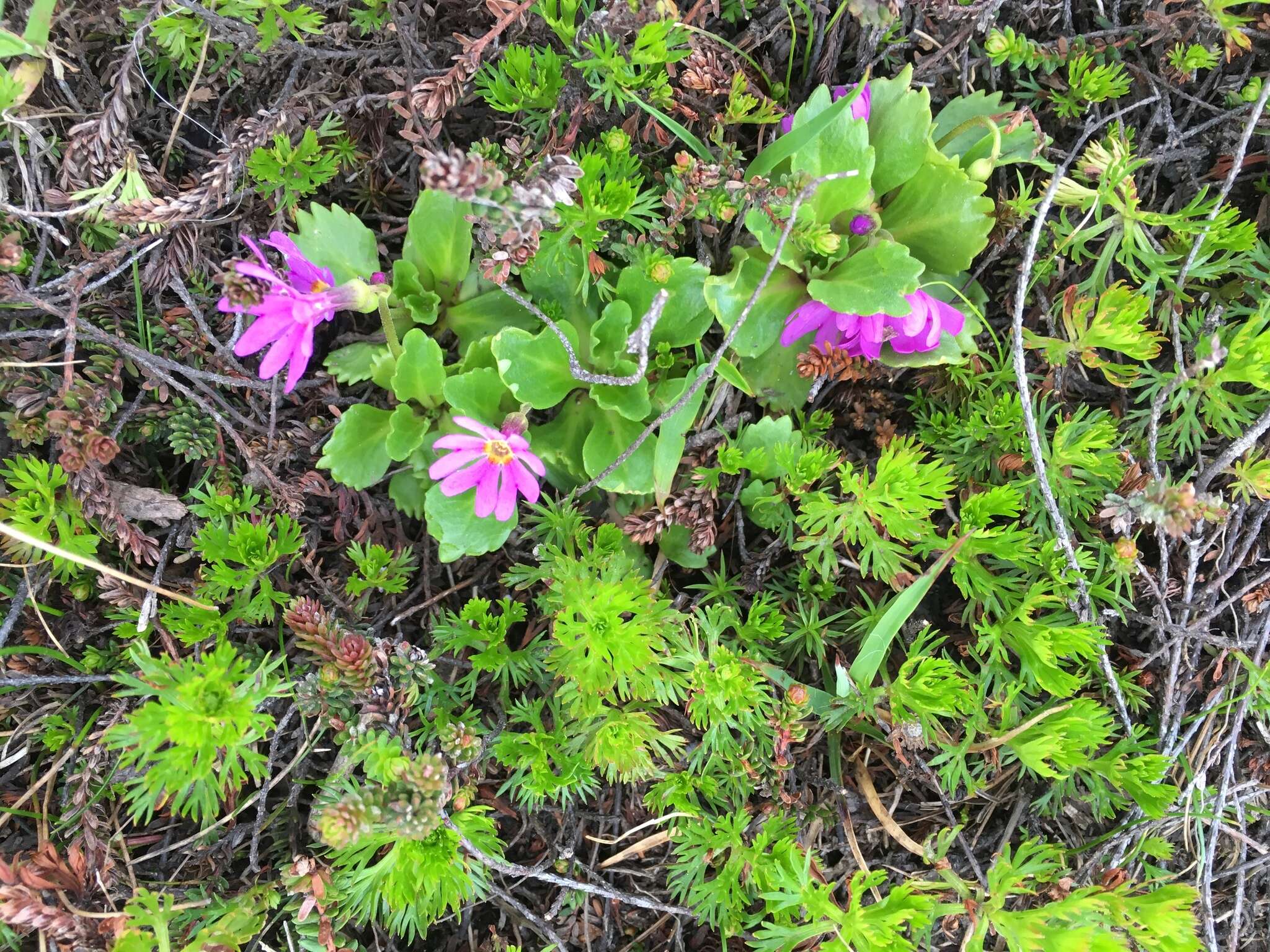 Primula cuneifolia subsp. saxifragifolia (Lehm.) W. W. Sm. & G. Forrest resmi