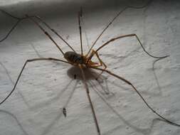 Image of Daddy longleg