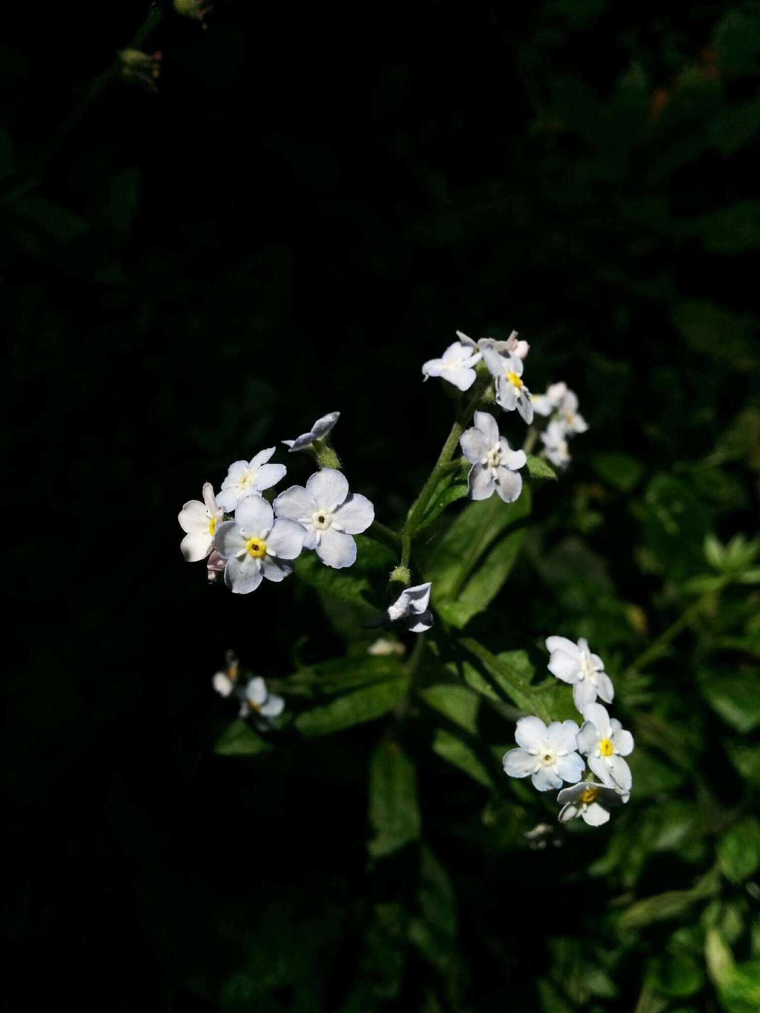 Image de Myosotis latifolia Poir.