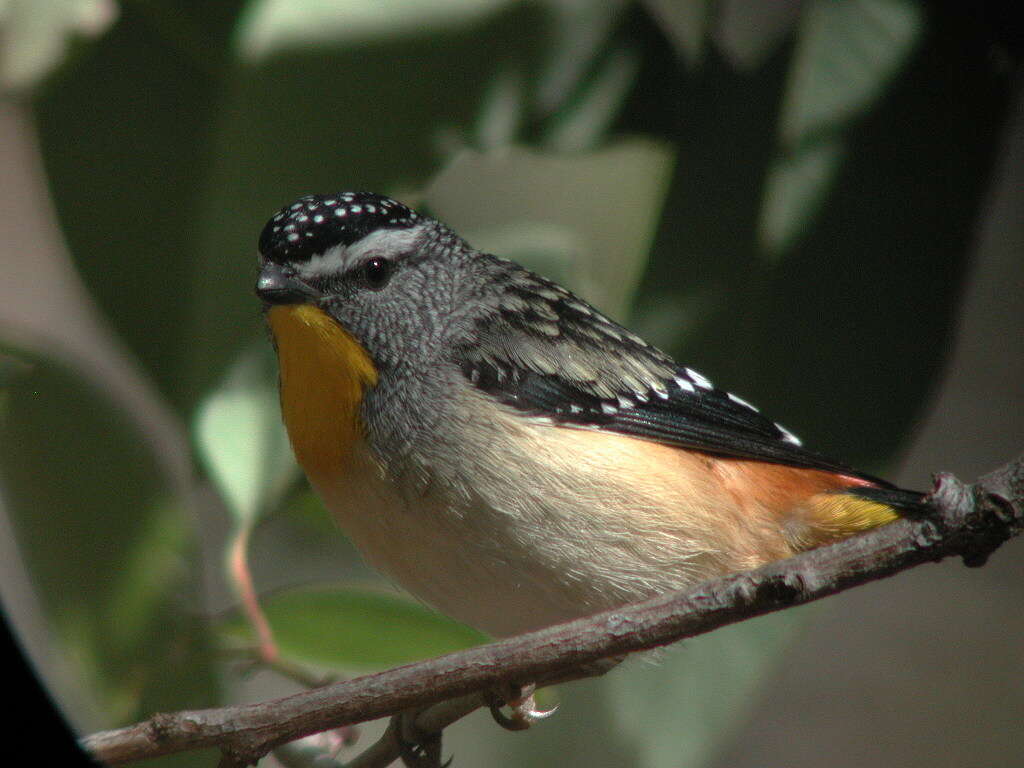 Imagem de Pardalotus punctatus (Shaw 1792)