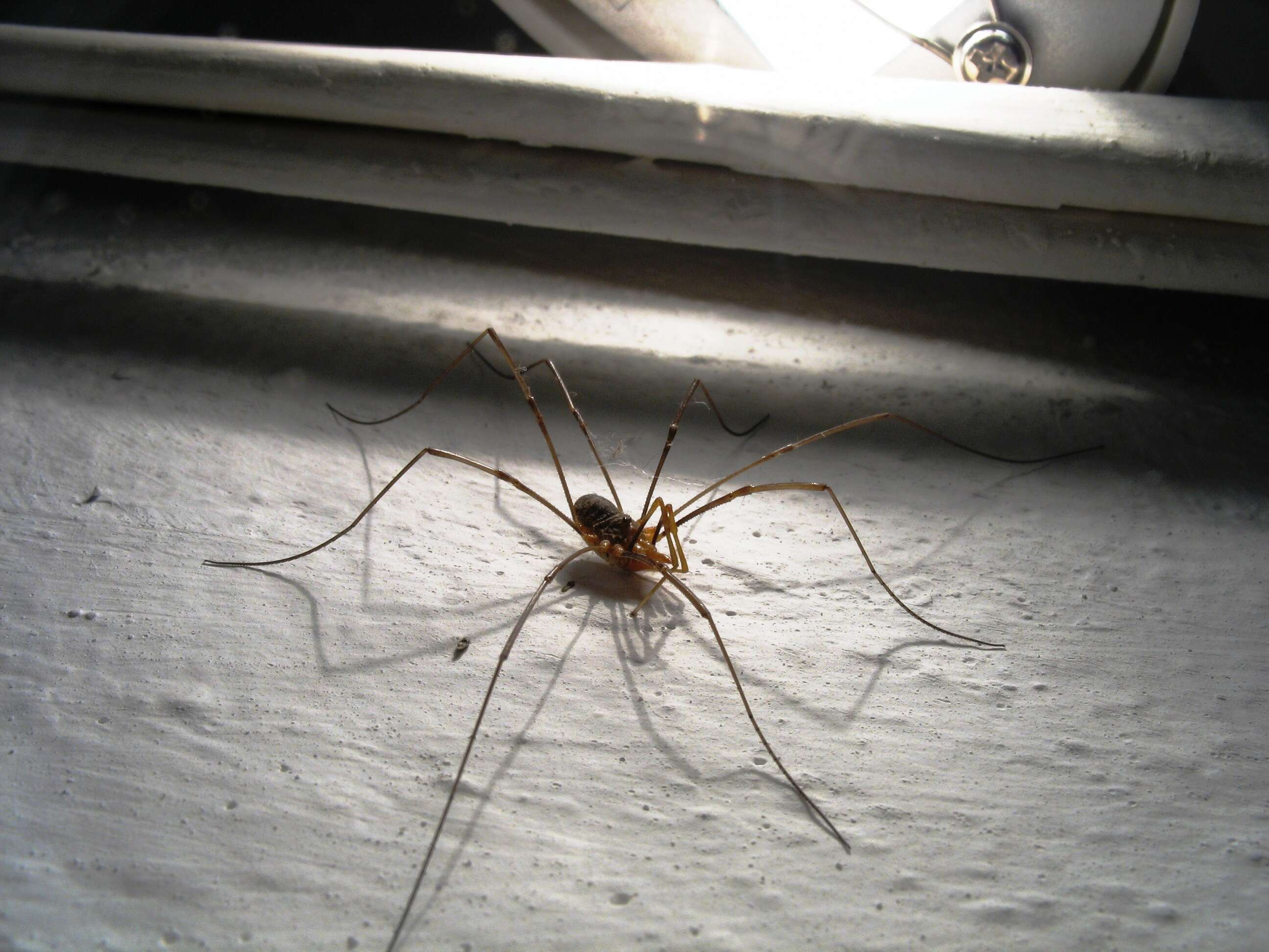 Image of Daddy longleg