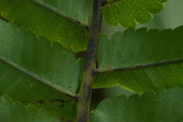 Image of Menisciopsis cyatheoides (Kaulf.) S. E. Fawc. & A. R. Sm.