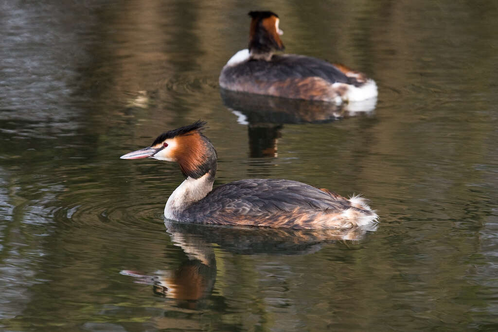 Image of Podiceps Latham 1787