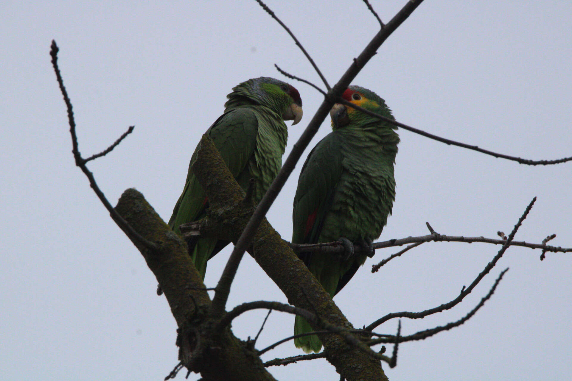 Image of Amazona autumnalis autumnalis (Linnaeus 1758)