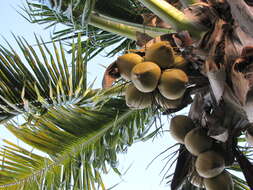 Image of coconut palm