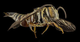 Image of Cuckoo-leaf-cutter Bees