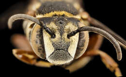 Image of Cuckoo-leaf-cutter Bees