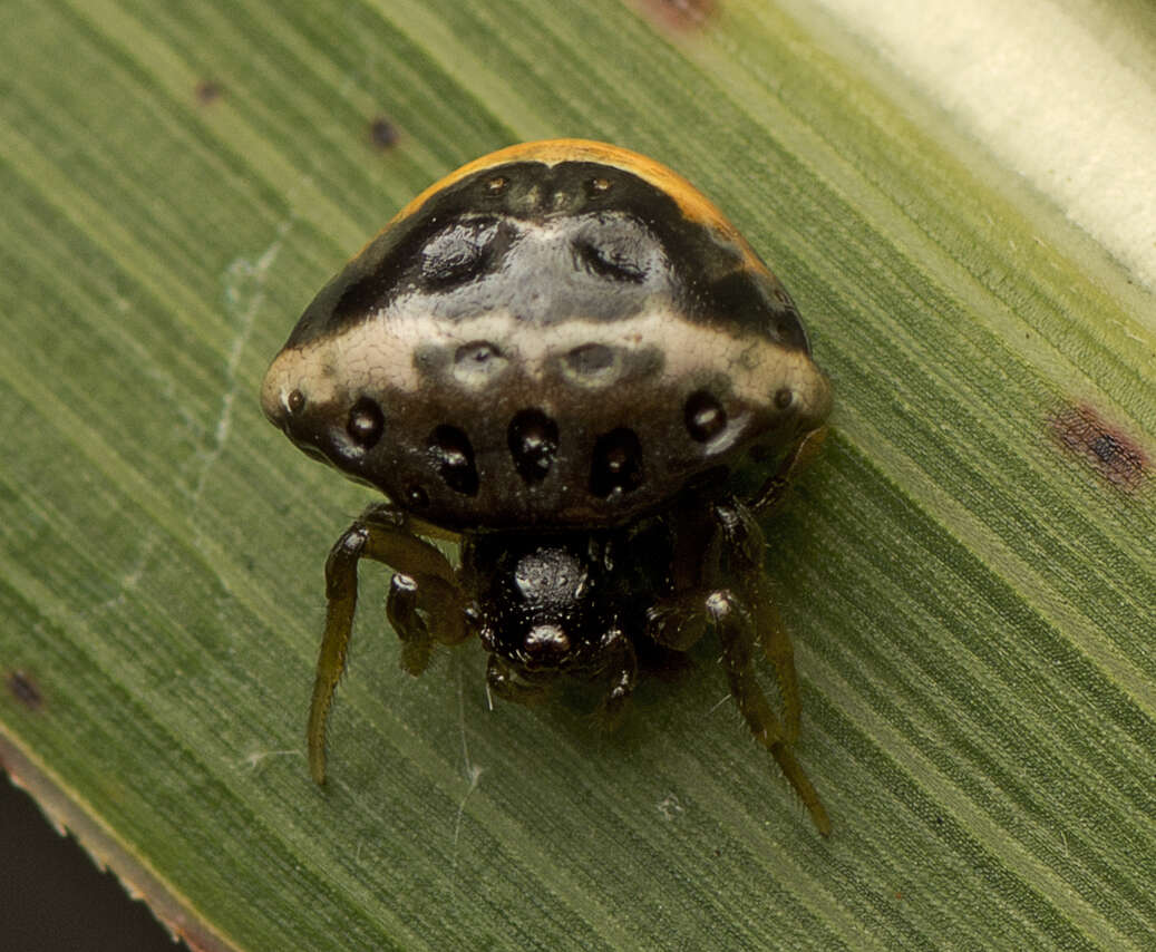 Image of Cyrtarachne tricolor (Doleschall 1859)