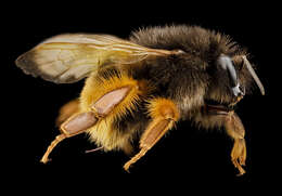 Image of Bumblebees