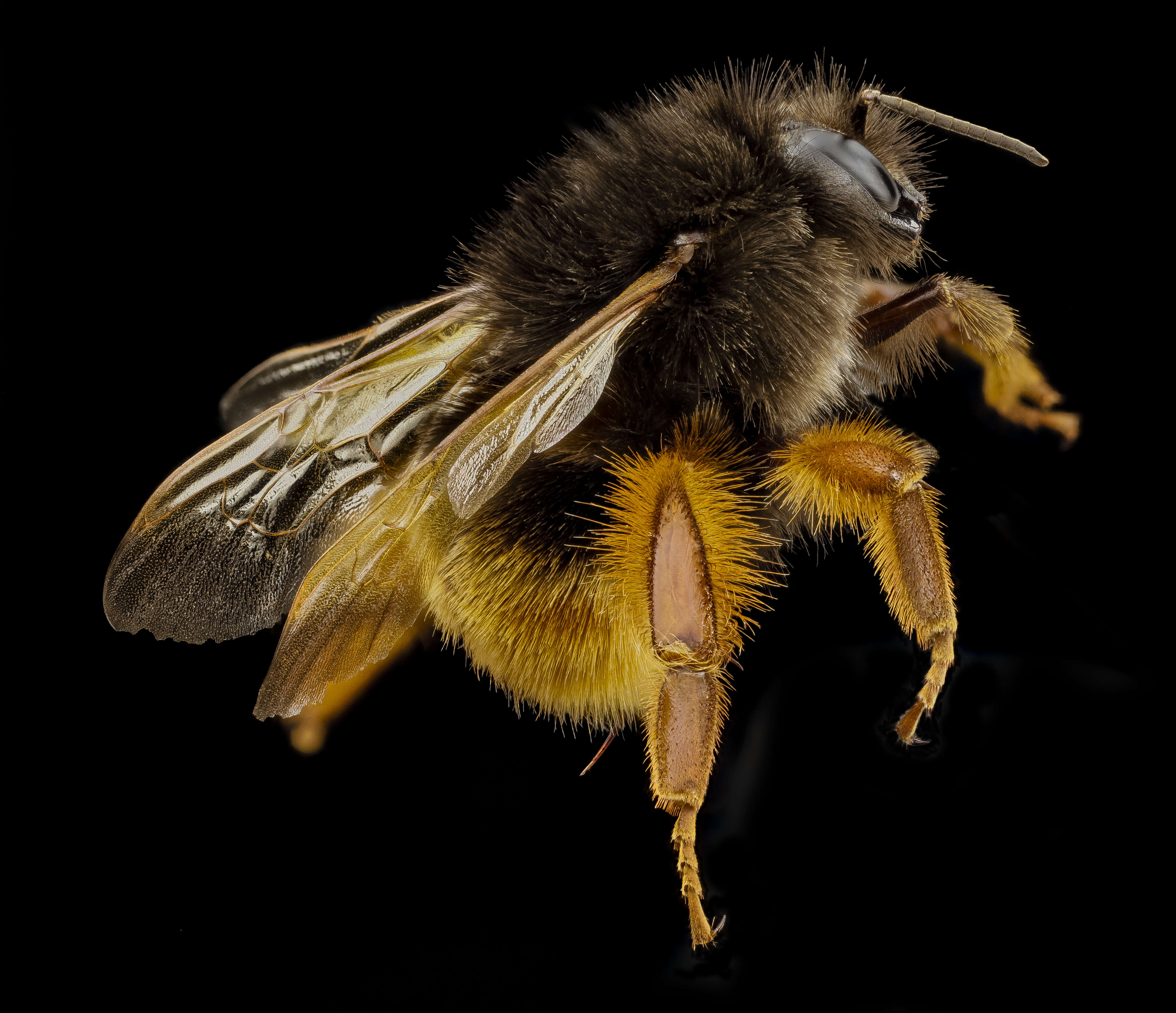 Image of Bumblebees