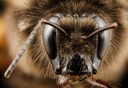 Image of Bumblebees