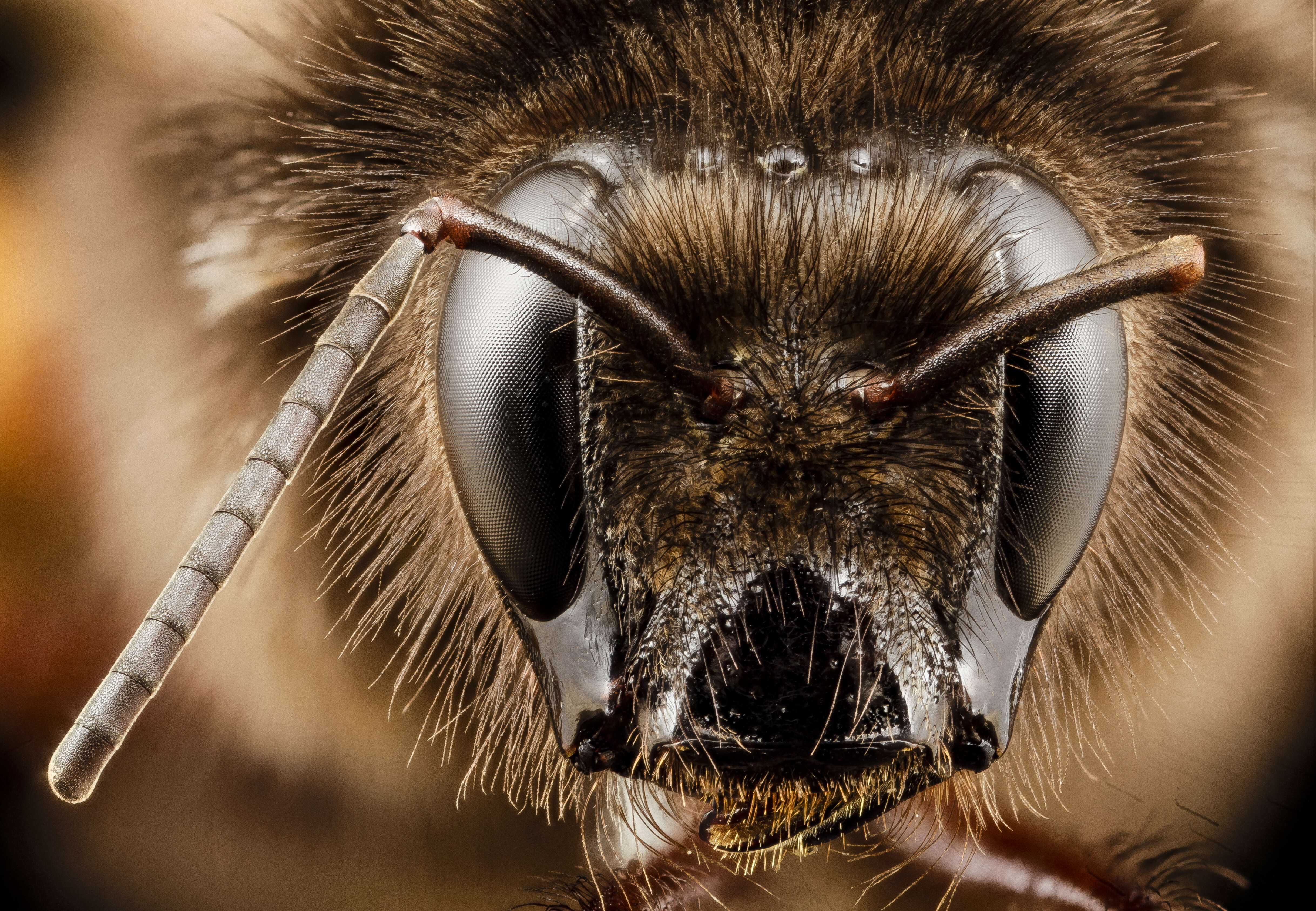 Image of Bumblebees