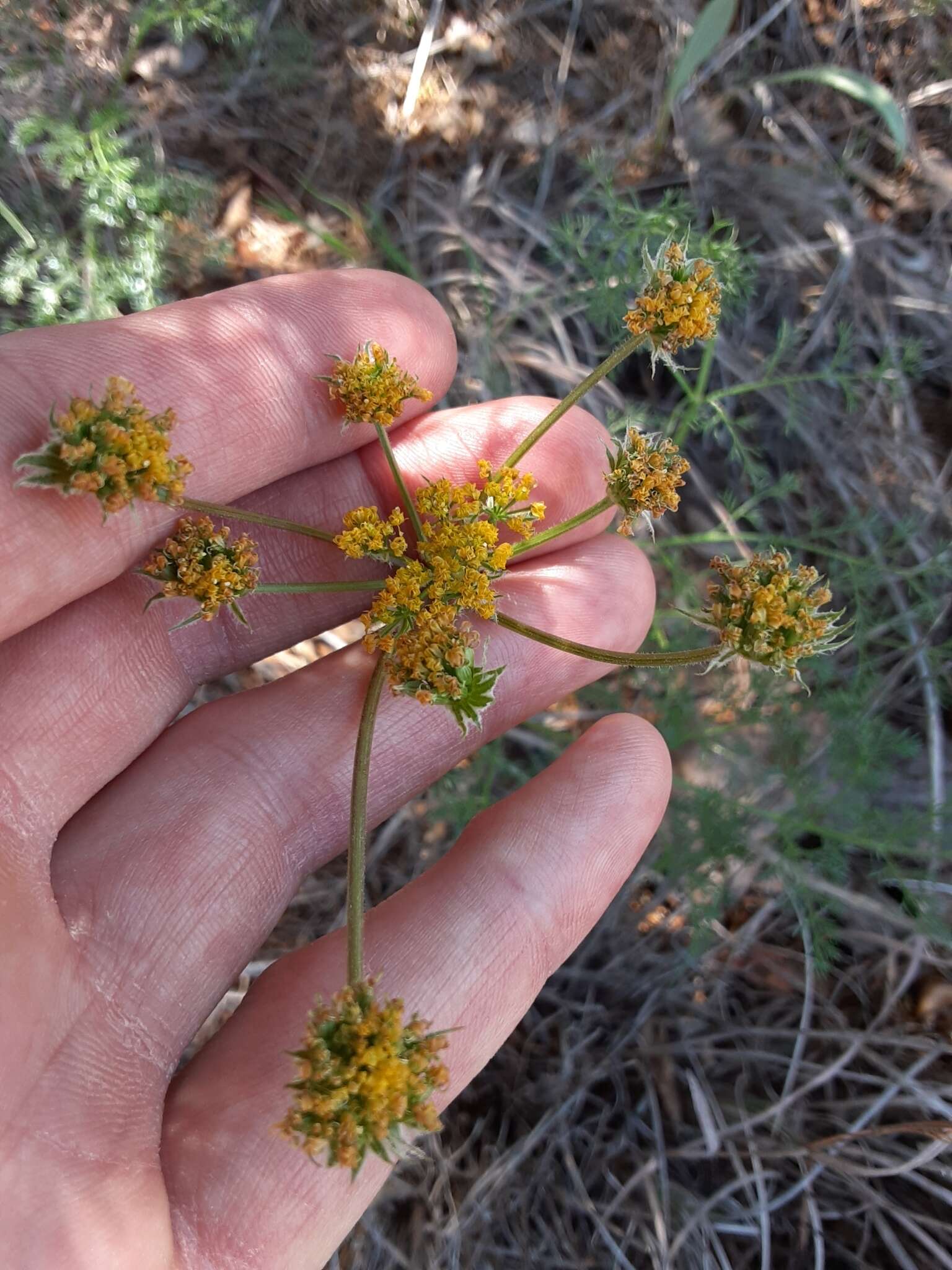 Image of desert biscuitroot