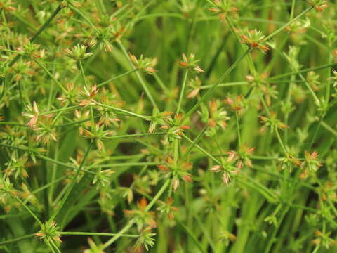 Juncus prismatocarpus subsp. leschenaultii (Gay ex Laharpe) Kirschner resmi