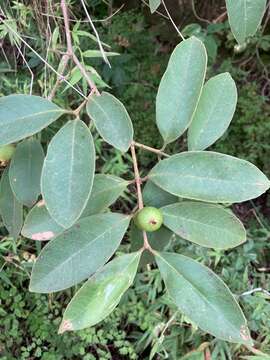 Image of <i>Eugenia capulioides</i>