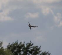 Image of Common Tern