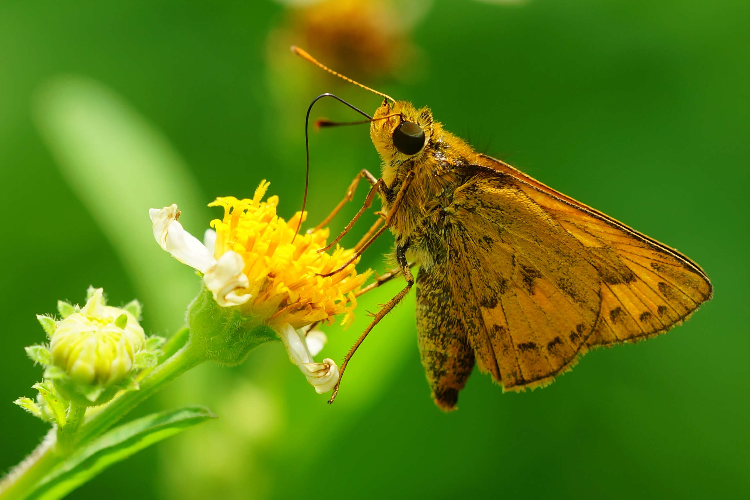 Image of Telicota bambusae