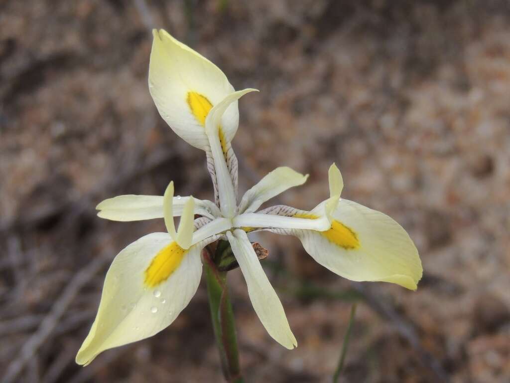 Image of Moraea angusta (Thunb.) Ker Gawl.