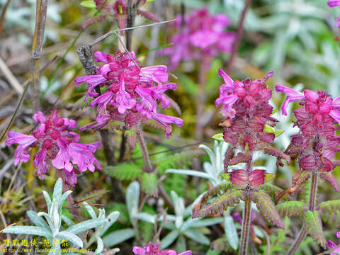 Image of Pedicularis transmorrisonensis Hayata