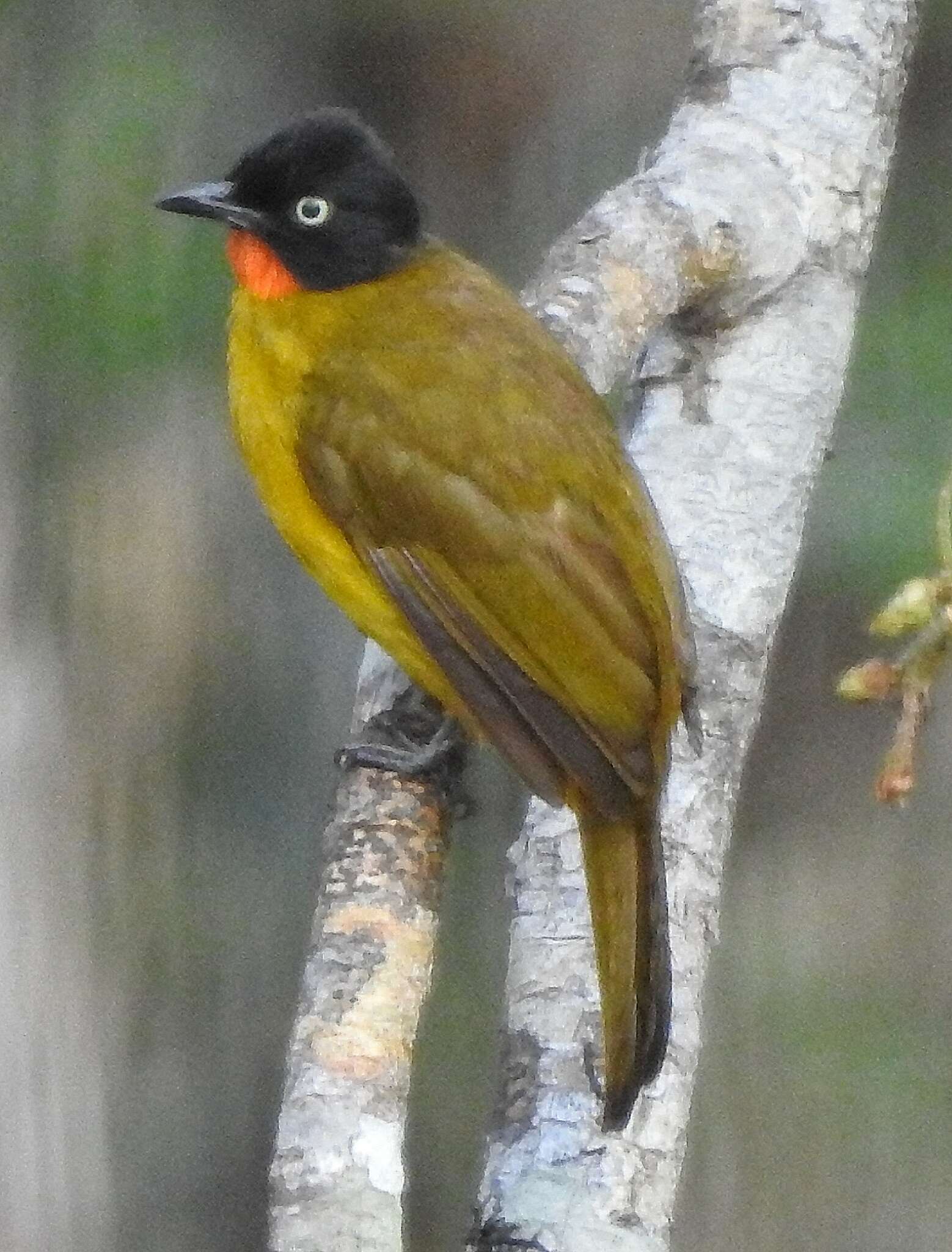 Image of Flame-throated Bulbul